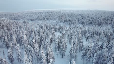 drone flys over amazing snow covered forest in lapland, finland, arctic circle