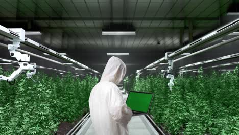 back view of marijuana researcher using green screen laptop and looking around while standing in the marijuana greenhouse with smart robotic farmers