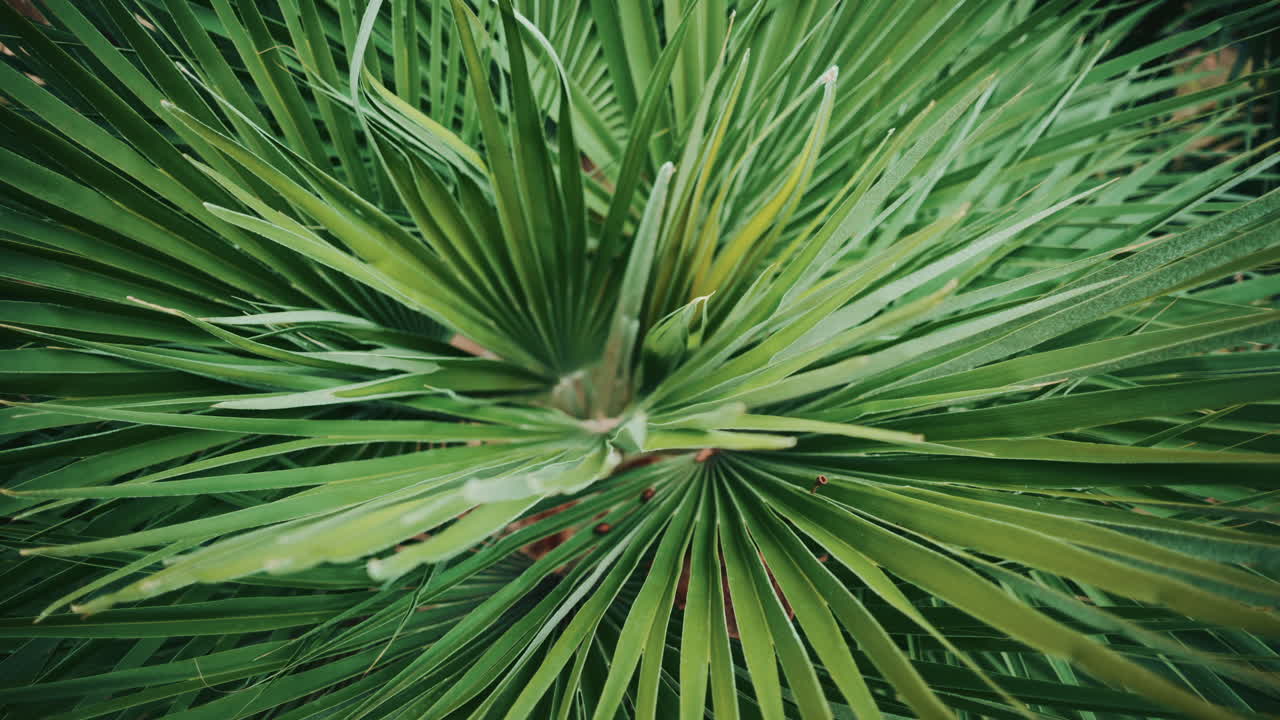Close up of a fan shaped palm leaf with small seeds resting on the surface, highlighting natural textures and soft botanical tones