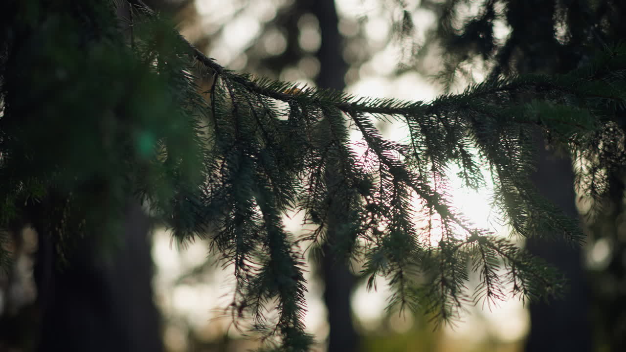 밝은 푸른 하늘을 향해 어있는 울창한 초록색 소나무 가지의 클로즈업, 바늘의 복잡한 세부 사항을 강조하여 부드러운 낮빛으로 조용한 자연 장면을 만들고 평온한 숲을 향상시니다.