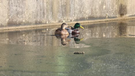 Stockentengruppe-Sitzt-Auf-Einem-Zugefrorenen-Teich-Und-Ruht-Sich-Aus,-Winter,-Niedersachsen,-Deutschland