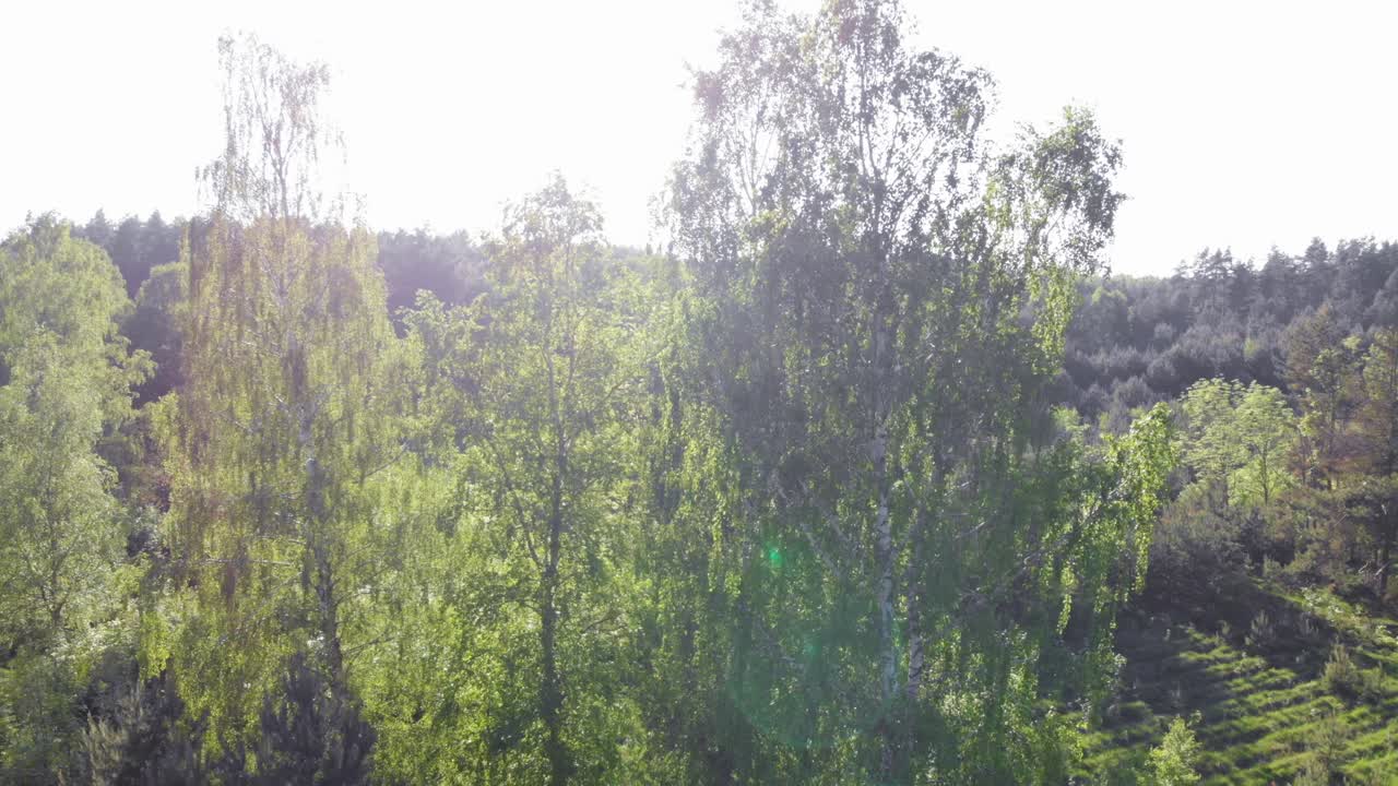 자작나무 크레인 햇빛으로 촬영