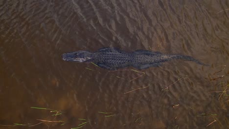 alligator swimming slomo beauty aerial view