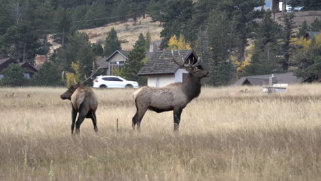 Two-bull-elk-in-Rocky-Mountain-field-with-houses-and-road-in-background,-4K