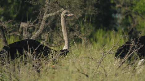 a flock of ostriches roams the african savannah