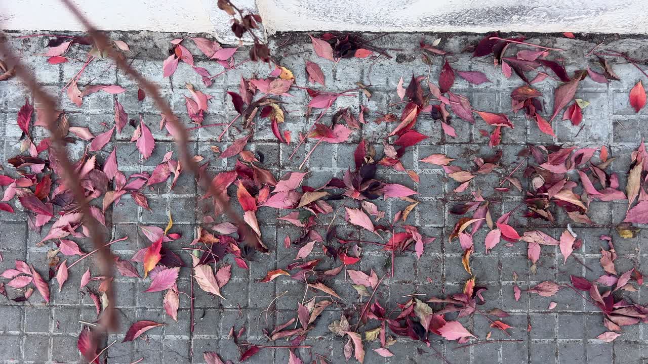 Primo piano di vivaci erbacce rosse