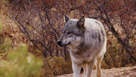 Lobo-Caminando-Fuera-De-Cámara-Cámara-Lenta