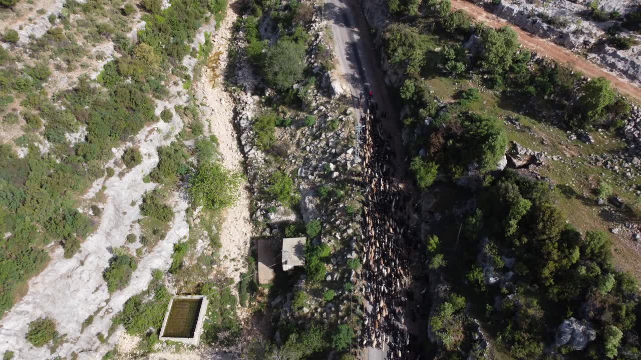 vista aérea de cabras en movimiento en la carretera