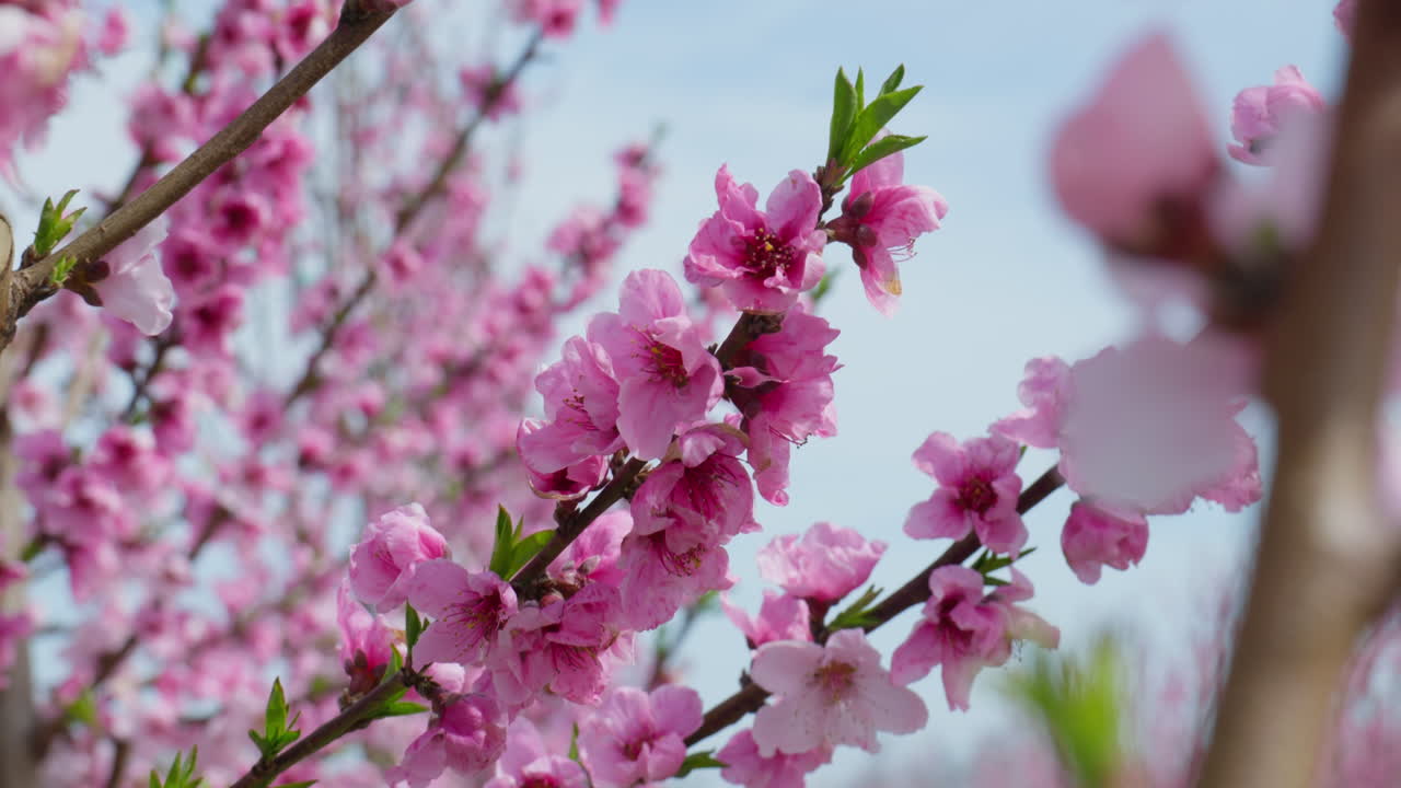 Close Up of Vibrant Peach Blossoms Fluttering in Spring Wind