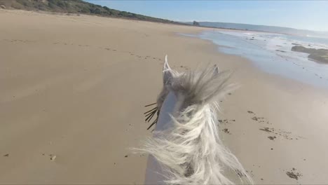 cavalier galopant un cheval blanc, sur le rivage d'une belle plage