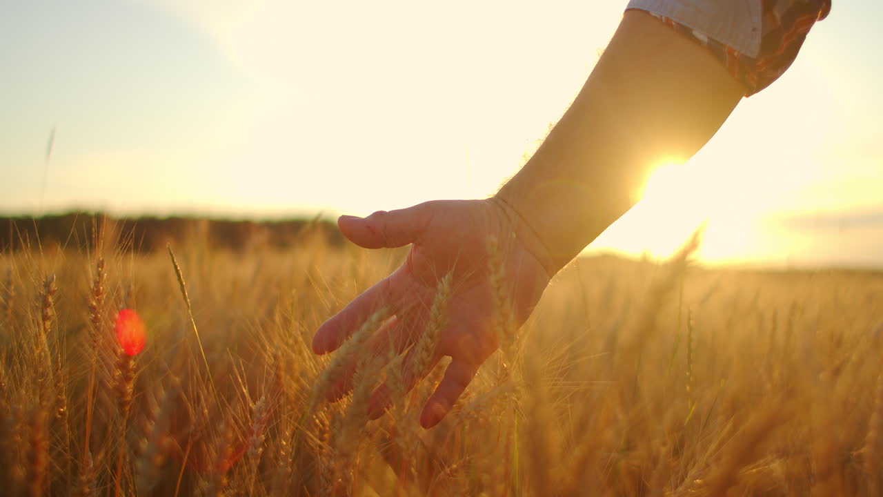 primer plano de un hombre un agricultor anciano tocando espikelets de trigo o borlas al atardecer en un campo en cámara lenta. campo de cereales