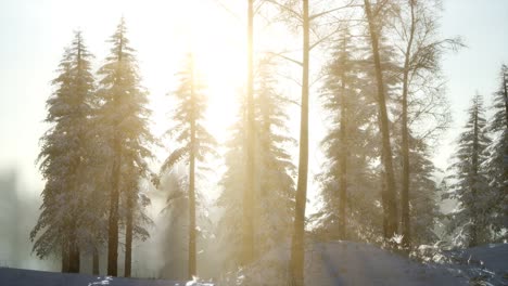 splendid christmas scene in the mountain forest. colorful winter sunrise