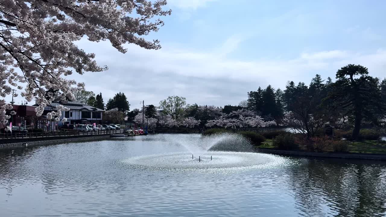 Cherry blossoms in full bloom with a calm pond and water fountain at Sakura Park, Aomori
