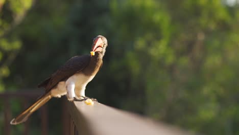 Cinematic-shot-of-a-crowned-hornbill-eating-cheese-off-a-balcony-in-Africa