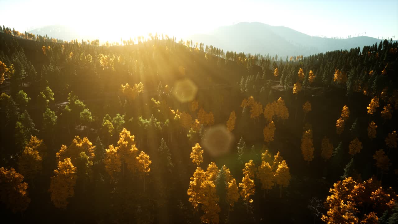 полет беспилотника над сосновым лесом в горах на закате солнца