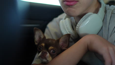 young boy kissing his chihuahua dog