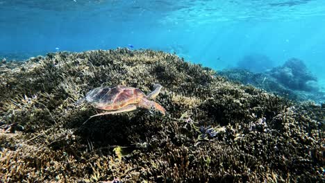 green sea turtle on the reef under the ocean