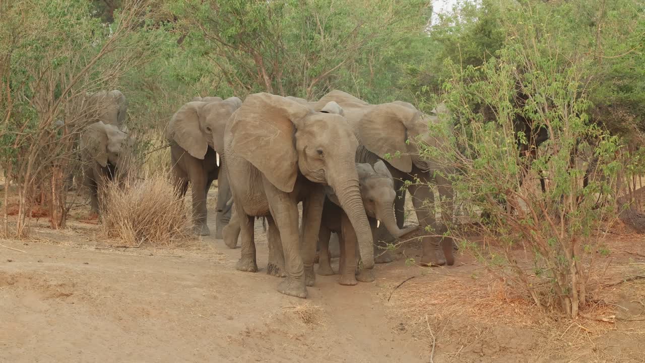 A elephant matriarch leading the herd down a sand bank into a riverbed, Mashatu Game Reserve.