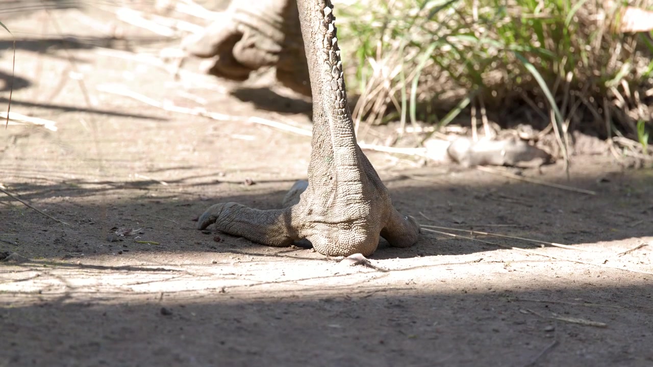 Primo piano ravvicinato dal basso delle zampe di un emù che camminano su un sentiero sterrato a Sancrox, Australia