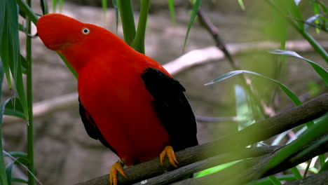 a cock-of-the-rock bird staring and jumping on top of a branch