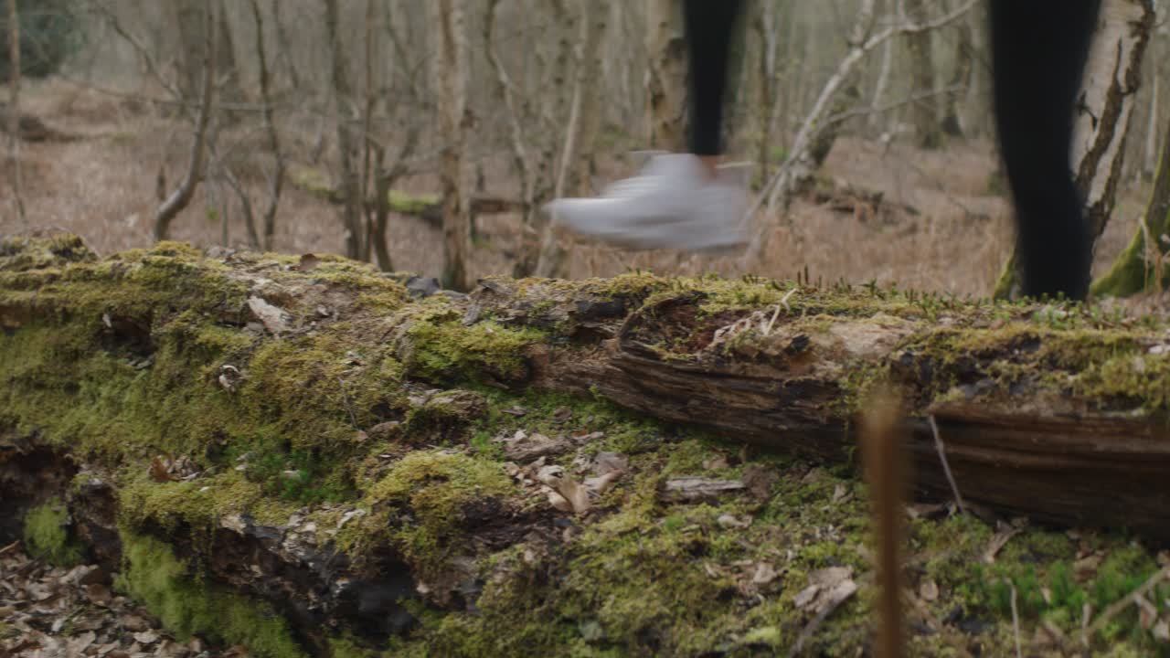 disparo medio de una mujer corriendo sobre un tronco caído en el bosque