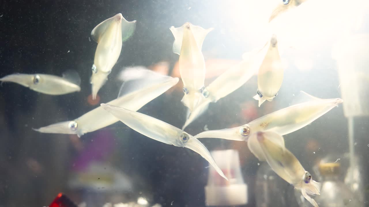 Live squid swimming in lit aquarium, vibrant street food market background, soft focus, handheld camera
