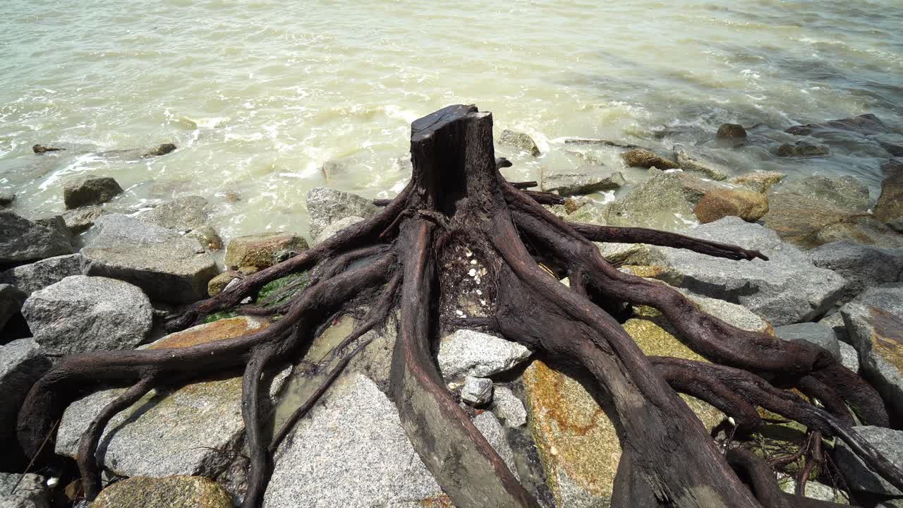 아침 에 해변 에서 나무 를 잘라