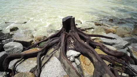 árbol cortado en la playa por la mañana