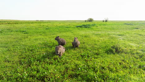 large capybara rodents resting over green vegetation plains of los llanos, venezuela. aerial shot