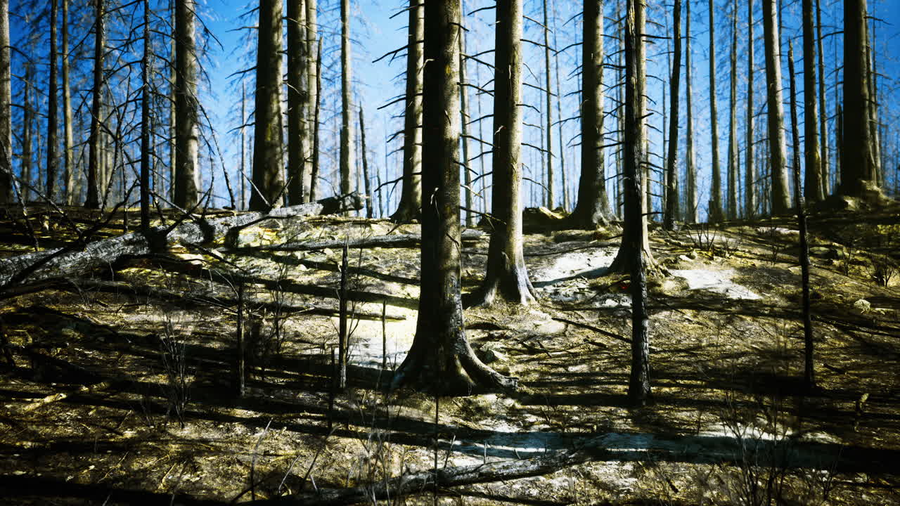 Forest regeneration after wildfire reflects natures resilience and recovery