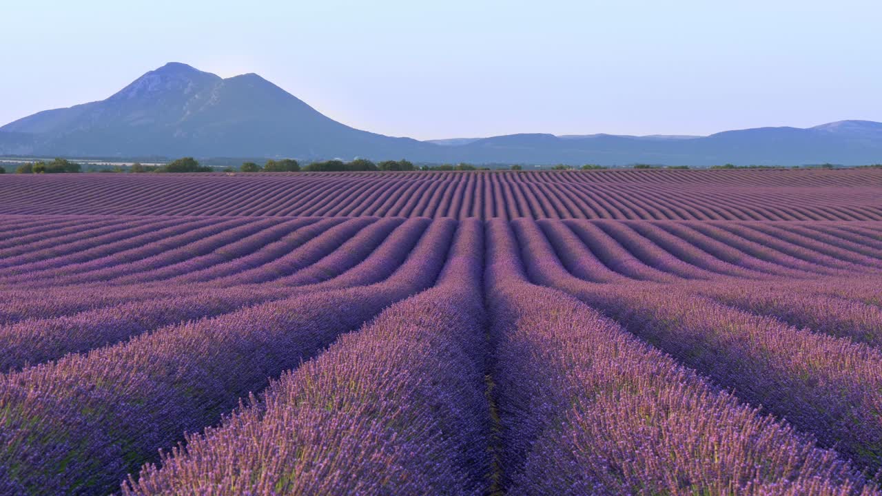 una vista panorámica de los interminables campos de lavanda en provenza, francia. las flores púrpuras emiten un olor maravilloso. las montañas azules en el fondo.