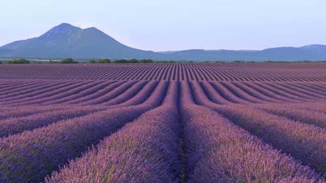 scenic view of endless fields of lavender in provence, france. purple flowers emit wonderful odour. blue mountains in background. panning shot, 4k