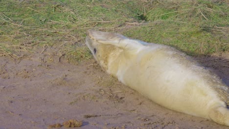 Atlantic-grey-seals-during-breeding:-newborn-pups-with-white-fur,-mothers-suckling,-stroking,-and-bonding-under-the-warm-November-sun