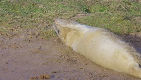 focas grises atlánticas durante la reproducción: cachorros recién nacidos con pelaje blanco, madres amamantando, acariciando y uniéndose bajo el cálido sol de noviembre