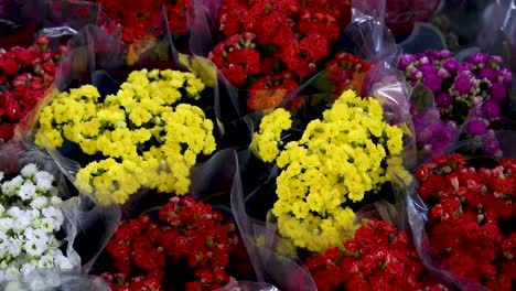 美麗的彩色花朵或kalanchoe blossfeldiana種植在<unk>裡出售在花<unk>