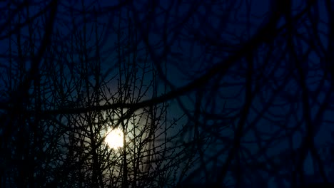 4k moon rising: view from behind tree boughs