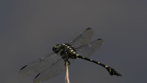 Die-Gemeine-Flanschschwanzlibelle-Kommt-Häufig-In-Thailand-Und-Asien-Vor