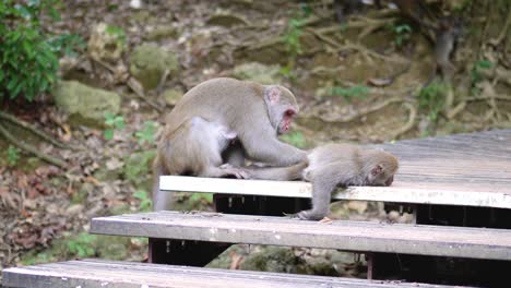 native monkey grooming another's back in a forest in tainan, taiwan