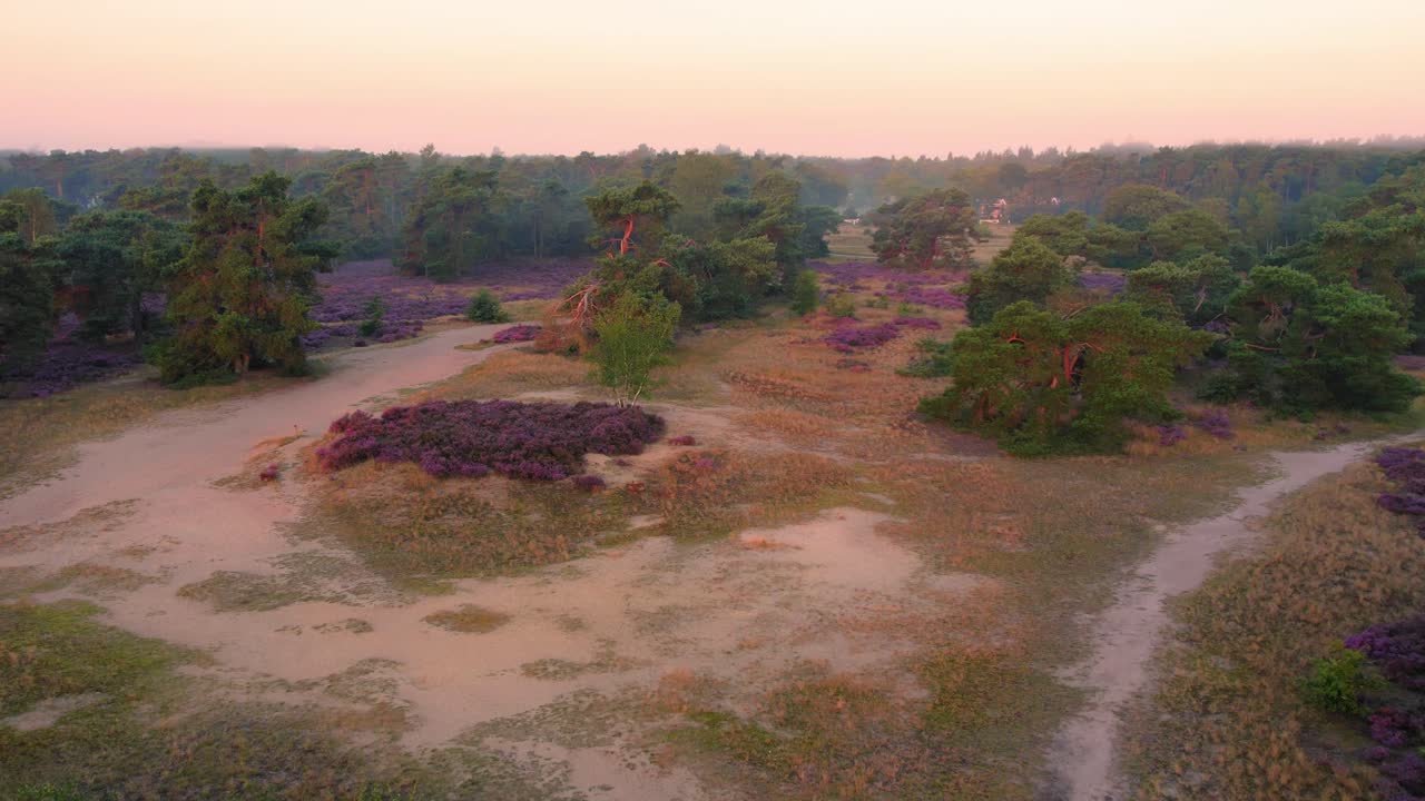 Dronebeelden van heidevelden en heuvels in Nationaal Park Veluwe, Nederland. De Veluwe kenmerkt zich door diverse landschappen, waaronder bos, heide, enkele kleine meren en Europa's grootste zandverstuivingen.
