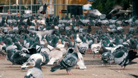 gran bandada de palomas comiendo pan al aire libre en la calle de la ciudad