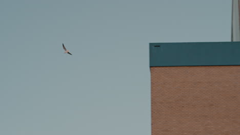 ave gaviota en cámara lenta volando alto por encima de la ciudad en un cielo azul despejado