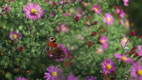 butterfly and bees on aster flowers in garden on sunny day