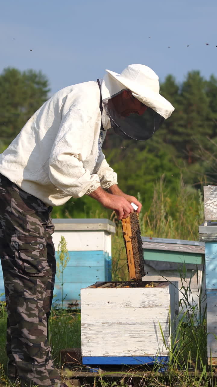 The beekeeper is holding a honey cell with bees in hands. Colorful hives in fruit garden. Man dressed in protective hat with net. Apiculture. Vertical video