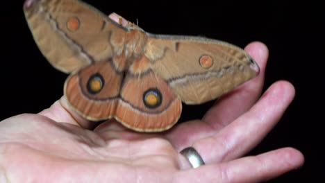 Polilla-Gigante-En-La-Palma-De-La-Mano