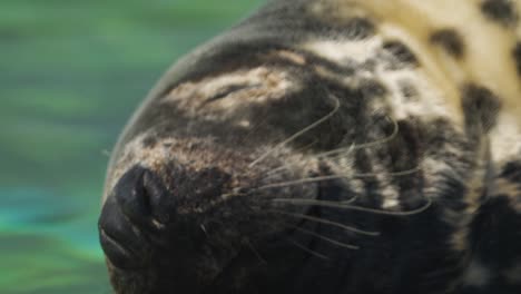 primer plano de la cabeza de una foca peluda, inhalando y exhalando