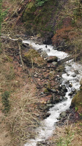 mountain stream in a forest