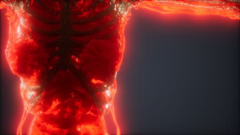animación colorida del cuerpo humano que muestra huesos y órganos