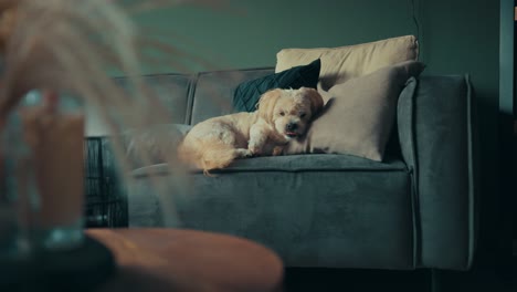 Shih-Tzu-boomer-dog-sitting-on-sofa-focuses-on-something