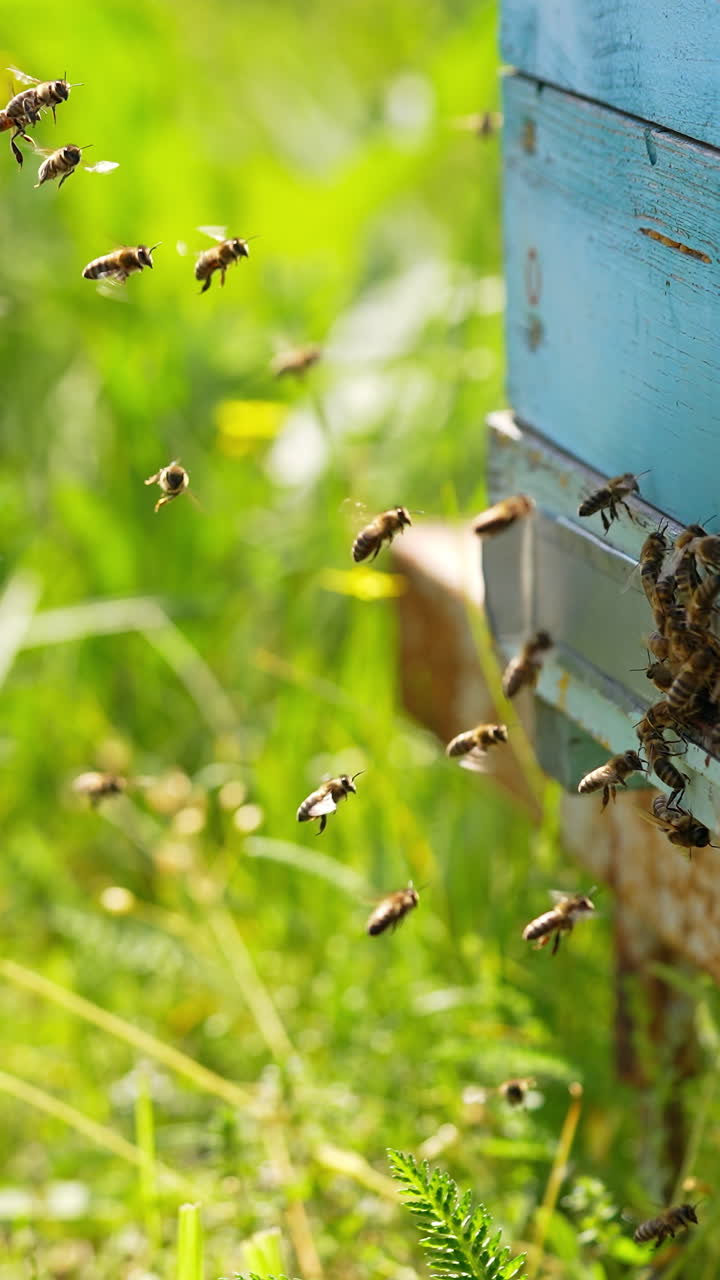 Honey bees flying back to their beehives and hovering in the air. Insects crawling around the entrance slot. Green grass at backdrop in blur. Vertical video