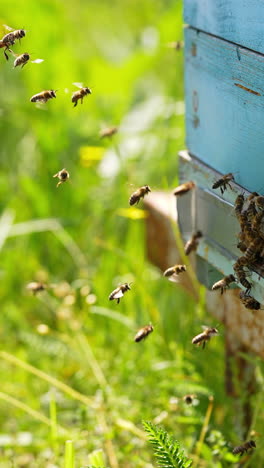 honey bees flying back to their beehives and hovering in the air. insects crawling around the entrance slot. green grass at backdrop in blur. vertical video